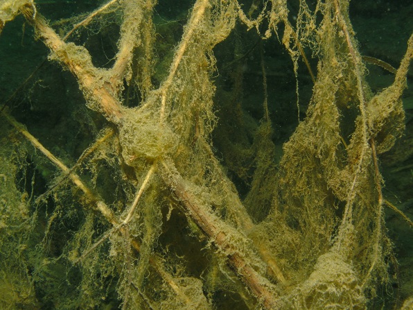 Loebejuen (Teich 1) 2011-05-29-03